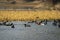 Red crested pochard a colorful bird floating in blue water with flock of eurasian coot in natural scenic background at keoladeo