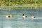 Red crested pochard diving duck bird Netta rufina swimming in wetland. The Water birds found in Laguna Madre of Texas, Mexico,