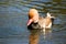 Red Crested Pochard Duck