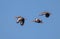 Red crested pochard ducks in flight