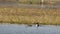 Red crested pochard family in water and colorful scenic background of keoladeo landscape. wildlife scenery frame at keoladeo