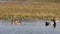 Red crested pochard family in water and colorful scenic background of keoladeo landscape. wildlife scenery frame at keoladeo