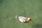 A red crested pochard, in Latin called netta rufina, swimming on a lake, its legs visible paddling in water.