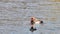 Red-crested pochard ,male duck