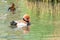 Red-crested pochard male - Netta rufina