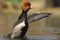 Red-crested Pochard - Netta rufina