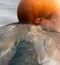 Red crested pochard (Netta Rufina)