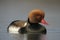 Red-crested pochard, Netta rufina