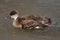 Red-crested pochard (Netta rufina).