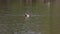 Red-crested Pochard, Netta rufina swimming in a lake