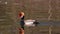 Red-crested Pochard, Netta rufina swimming in a lake