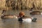 Red-crested pochards (Netta rufina)