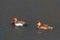 Red-crested Pochards swimming across a lake