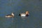 Red-crested Pochards swimming across a lake