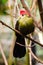 Red-Crested Turaco Tauraco erythrolophus