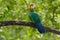 Red-Crested Turaco, Tauraco erythrolophus, rare coloured green bird with red head, in nature habitat. Turaco sitting on the branch