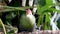 A red-crested turaco Tauraco erythrolophus up close. A beautiful tropical African bird.