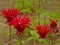 Red crimson beebalm flower close-up