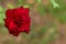 Red crimson colored rose flower with blurred grass and soil in the background