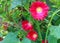 Red crimson flowers of a holyhock plant.