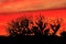 Red, crimson, orange, scarlet sunset sky with black bush silhouette. Scenic colorful vibrant red orange nature silhouette backgrou