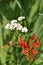Red Crocosmia bloom with white Yarrow wildflower