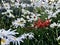 Red Crocosmia flower among white daisies happy day