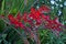 Red Crocosmia Lucifer in a garden.