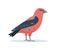 Red crossbill bird. Beautiful bright European bird Crossbill icon