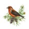 Red crossbill bird on pine branches and cones. Watercolor illustration. Crossbill perched on spruce branch. Loxia