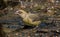 Red Crossbill female sits on the ground near a water pond