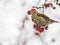 Red Crossbill female sitting on the tree branch and eats wild apple berries. Crossbill bird eats berries