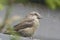 Red crossbill Loxia curvirostra passerine bird finch