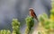 Red crossbill Loxia curvirostra a small passerine bird on a fir tree