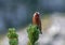 Red crossbill Loxia curvirostra a small passerine bird on a fir tree