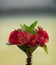 Red Crown of thorns flowers , Euphorbia milli Desmoul