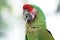 Red-crowned Amazon Parrot - Amazona viridigenalis