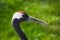 Red Crowned Crane