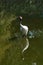 Red-crowned crane