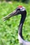 Red-crowned Crane