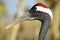 Red-crowned Crane