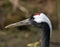 Red crowned crane