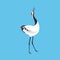 Red Crowned Crane as Long-legged and Long-necked Bird Walking on Blue Background Vector Illustration