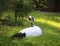 Red-crowned crane is a big bird of asian area