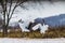 Red-crowned crane bird