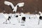 Red-crowned crane bird dancing on snow and flying in Kushiro, Hokkaido island, Japan in winter season