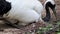 The red-crowned crane bird takes care of eggs