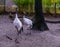 Red crowned crane birds together, also known as japanese crane,animal for the symbol of luck, rare and endangered species