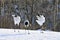 Red-crowned Crane, Chinese Kraanvogel, Grus japonensis