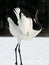 Red-crowned Crane, Chinese Kraanvogel, Grus japonensis